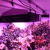 Logo del Progetto di The ultimate LED plant grow light for indoor garden